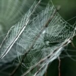 creative online network engine