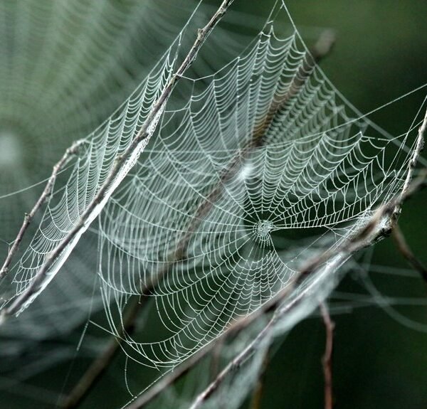 creative online network engine